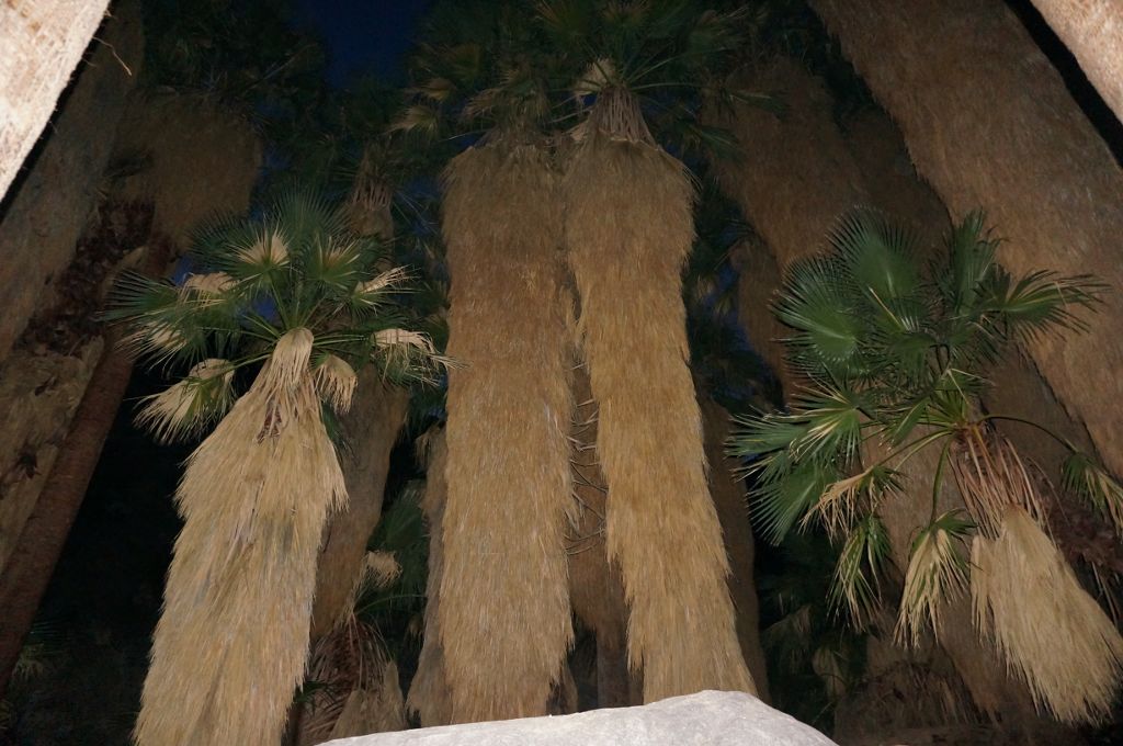 Palm Grove at Anza-Borrego