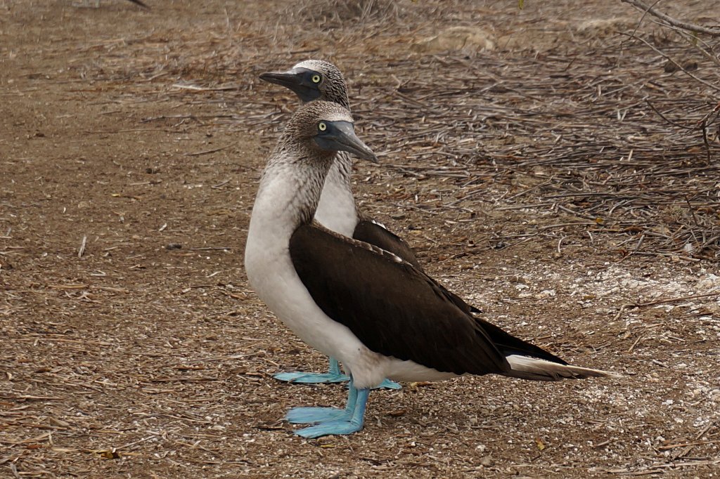 Blue-footed boobies