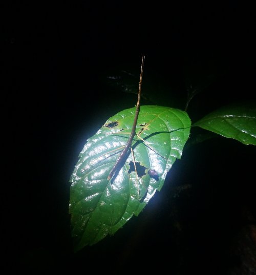 Stick insect