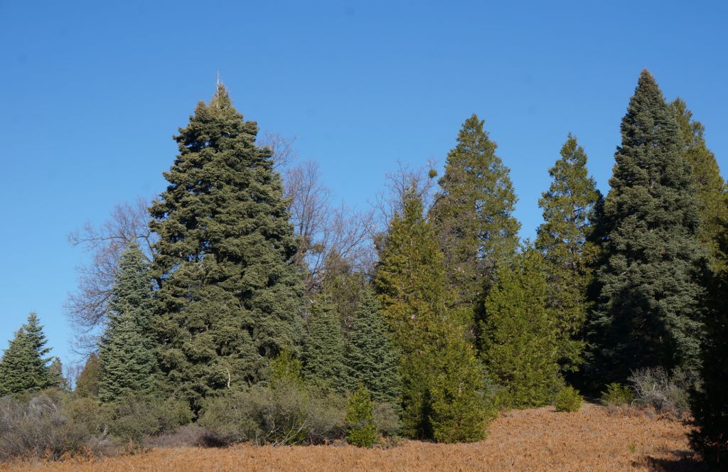 Hiking at Palomar