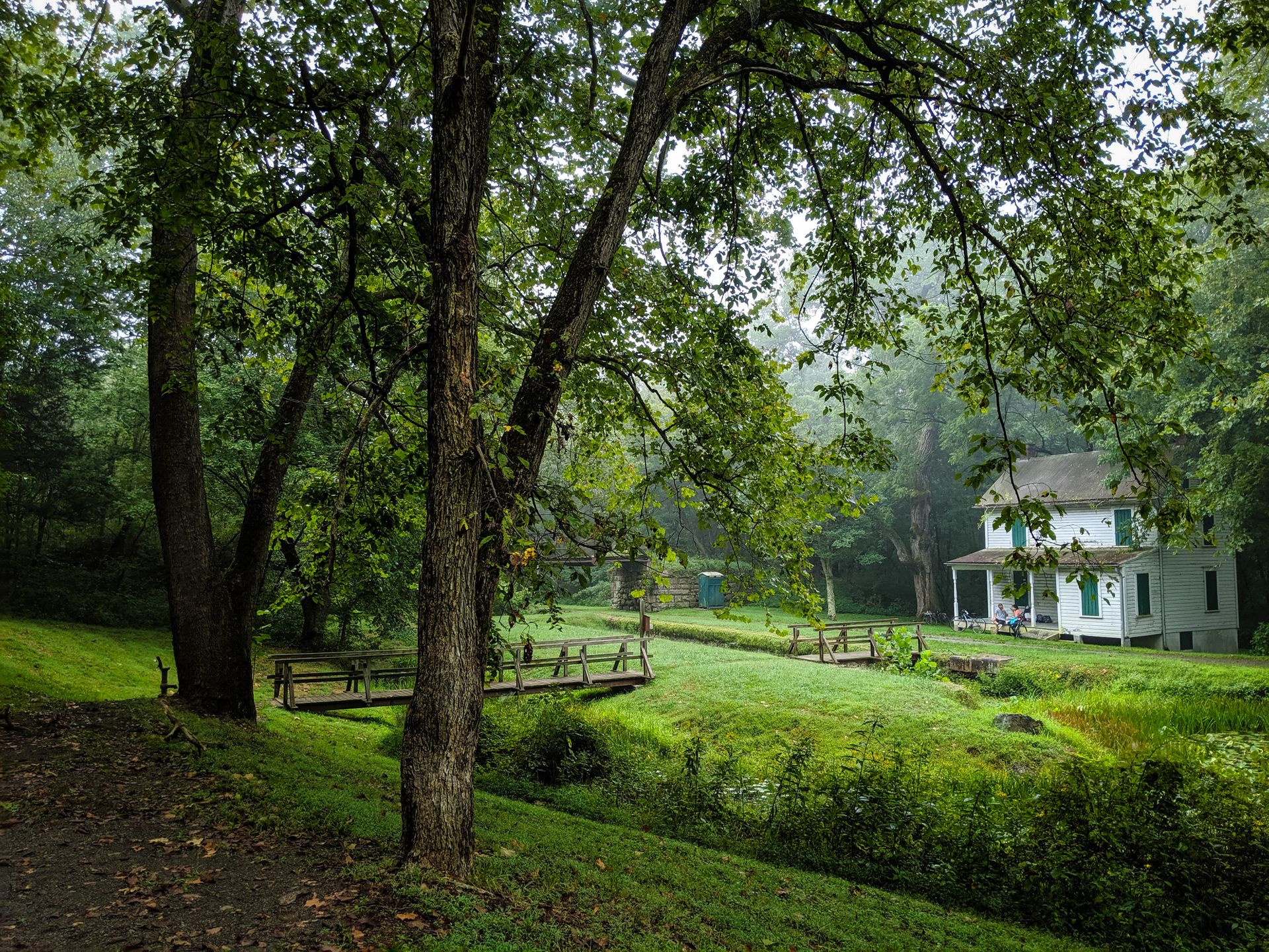 Greenery in the morning