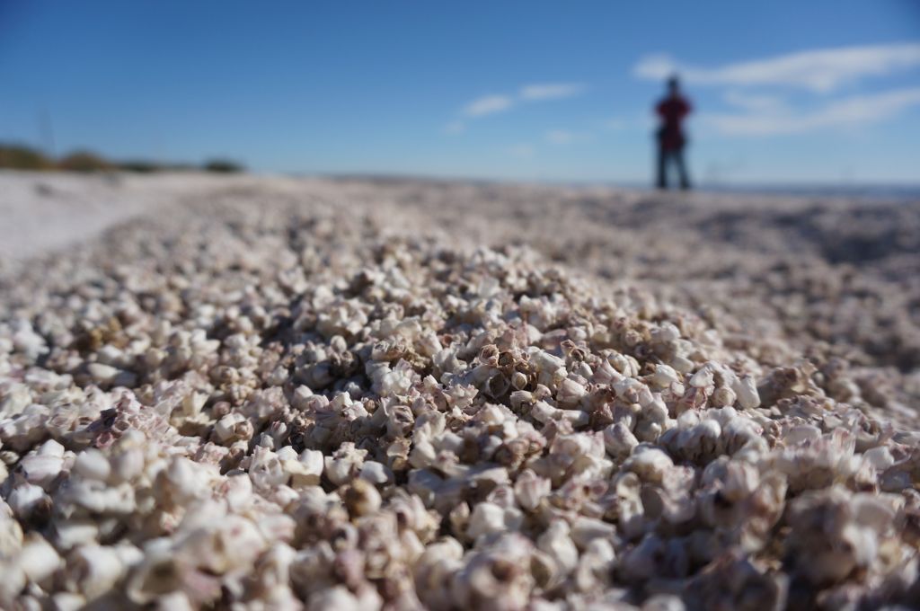 Barnacles on the beach at Salton Sea